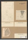 Actinoptychus janischii Grun. (de-Toni-Nr.: Genus 227, Species 5580) Zeichnungen Sammlung Grunow Nr. 9474 (NHMW-BOT-W0379441)